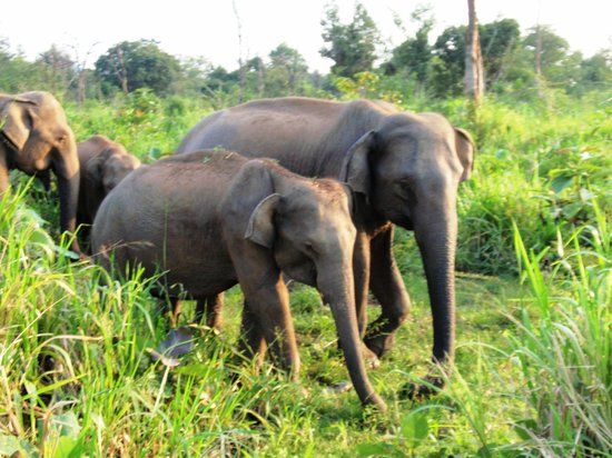 Wilpattu National Park